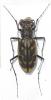 Lophyra neglecta